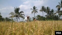 Petani Indonesia terus produktif menanam padi (Foto: dok). Pemerintah RI tetap melakukan impor beras untuk menjaga agar stok beras dalam negeri aman.