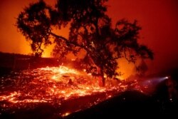 Embers fly from a tree as the Kincade Fire burns near Geyserville, Calif., Oct. 24, 2019. Portions of Northern California remain in the dark after P&E cut power to prevent wildfires from sparking during dry, windy conditions.