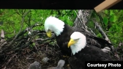 Bald eagles with their young at the U.S. National Arboretum in Washington, March 2016. (Credit: National Eagle Foundation)