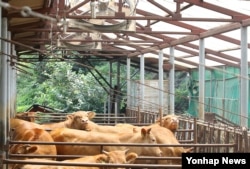 폭염이 계속되는 가운데 강원 춘천시 신북읍 소 축사에서 선풍기가 가동되고 있다.