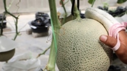 A farmer polishes a Japanese muskmelon with facial pads at Mono Farm in Putrajaya, Malaysia April 8, 2021. Picture taken April 8, 2021. REUTERS/Lim Huey Teng