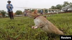 Seorang staf Cambodian Mine Action Centre (CMAC) melatih tikus untuk mengendus ranjau darat di provinsi Siem Reap (foto: ilustrasi). 