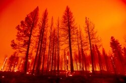 Pohon terbakar setelah petugas pemadam kebakaran melakukan operasi penembakan untuk memperlambat penyebaran Dixie Fire di Plumas County, California, Selasa, 3 Agustus 2021.