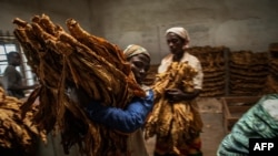 FILE - Malawian workers prepare tobacco leaves to be packed and stored ahead of an auction at a tobacco farm in Zomba municipality, Malawi, May 20, 2014. Malawi has 3,000 children working in its tobacco industry, according to a 2022 United Nations report.