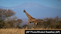A giraffe walks in Amboseli national park, Kenya. Giraffes seemed to be everywhere but now are vulnerable to disappearing completely, according to the new Red List report.(AP Photo/Khaled Kazziha)