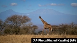 A giraffe marche dans le parc national de Amboseli au Kenya, le 18 août 2016.