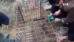 VOA英语视频: 中国政府暂时禁止野生动物贩卖以应对新型致命病毒的传播