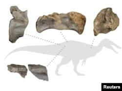 Diagram menunjukkan sisa-sisa fosil dinosaurus pemakan daging besar yang dijuluki "Spinosaurid Batu Putih." (Foto: Reuters)