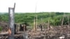 Larangan Penebangan di Indonesia Berisiko untuk Hutan
