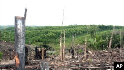 Deforestasi di Kampar Peninsula, provinsi Riau, Sumatra (foto: dok). Indonesia telah membuat beberapa kemajuan dengan mengurangi tingkat penggundulan hutan primer selama lima tahun berturut-turut hingga 2021. 