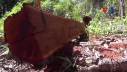 ជនជាតិ​ដើម​ភាគតិច​រងគ្រោះ​ដោយសារការ​ប្រែប្រួល​អាកាសធាតុ​និងការ​កាប់​ព្រៃឈើ