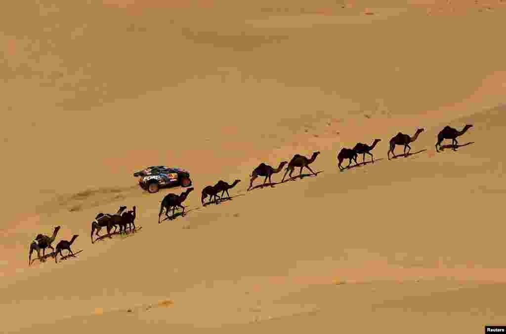 Camels walk along the desert as Ford M-Sport&#39;s Carlos Sainz and Lucas Cruz compete during the stage 2 Dakar rally between Bisha and Bisha in Saudi Arabia.