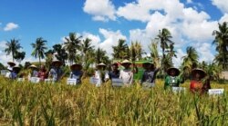 Panen raya padi metode SRI di Sumba Timur, Kamis 25 April 2019 (courtesy: Muslihin)