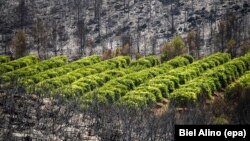 Une vue générale sur la forêt touchée par un incendie à Carcaixent, Valence, Espagne, 18 juin 2016. 