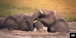 Elephants play in a waterhole in South Africa
