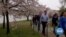 Washington Authorities Urging People to Reconsider Visits to See Cherry Blossoms 