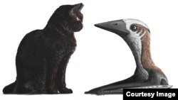Small-bodied pterosaur compared to domestic cat. (Mark Witton, University of Southampton)