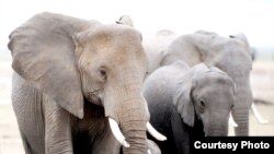 The African Wildlife Foundation said about 35,000 elephants are killed every year by poachers. (Credit: AWF)