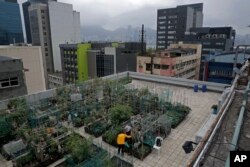 FILE - Farmers work at a rooftop vegetable garden of an industrial building in Hong Kong, March 18, 2018.