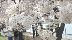 Festival Bunga Sakura di Washington DC (Bagian 1) - Warung VOA