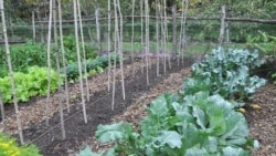This undated image shows a garden with cabbage and other seasonal greens in New Paltz, N.Y. Growing fall vegetables is like having a whole other growing season in the garden. Cool weather brings out the best flavor from vegetables.