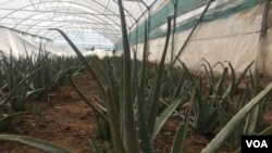 از ژل داخل برگ های آلوئه ورا، در تهیۀ نوشیدنی ها نیز استفاده میشود