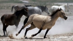 Wild horses kick up dust as they run at a watering hole outside Salt Lake City, Utah.