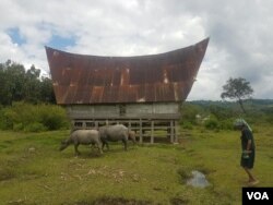Salah satu rumah warga kecamatan Nainggolan, Pulau Samosir, Danau Toba, Sumatera Utara. (Foto: VOA/Residential houses in Nainggolan District, Samosir Island, Lake Toba, North Sumatra. (Photo: VOA / Anugerah Adriansyah)