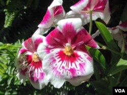 This orchid mimics the shape and colors of a pansy flower to attract pollinators that normally go to a pansy, March 8, 2016. (J.Taboh/VOA)