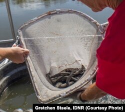 Alligator gar fingerlings about to be released into an Illinois river.