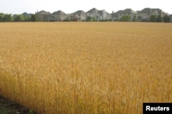 미국 일리노이주 네이퍼빌에서 겨울밀이 추수를 앞두고 있다. (자료사진)