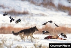 Two decades ago, 41 wild gray wolves from Canada and northwest Montana were released in Yellowstone National Park to start a recovery effort. Today, the park is home to more than 100 animals in eleven packs. (NPS/Jim Peaco)
