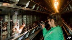 ພະນັກງານຄົນນຶ່ງ ກວດກາເບິ່ງໄກ່ທີ່ລ້ຽງໄວ້ດ້ານໃນ ຢູ່ຟາມໄກ່ໃນເມືອງ Rackeve, 49 ກິໂລແມັດໄປທາງທິດໃຕ້ຈາກນະຄອນຫຼວງບູດາແປັສທ໌, ປະເທດຮັງກາຣີ, ເຊິ່ງມີການລ້ຽງໄກ່ພາຍໃນສະຖານທີ່ເກືອບ 100,000 ໂຕ, ເມື່ອວັນທີ 18 ພະຈິກ 2016.