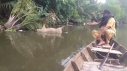 Bangkai babi yang dibuang masyarakat di Sungai Bederah, Kecamatan Medan Marelan, Kota Medan. Selasa (5/11). (Courtesy: Camat Medan Marelan)