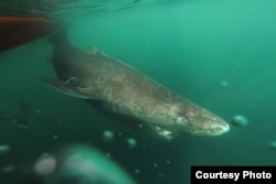 A Greenland shark swimming. Credit: Julius Nielsen