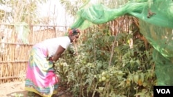 Malawi Victory Gardens Campaign