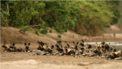 A pack of critically endangered African wild dogs lies on a riverbed after killing and eating a Bushbuck n the Mana Pools National Park, a World Heritage Site, in northern Zimbabwe November 7, 2009. (REUTERS/Howard Burditt)
