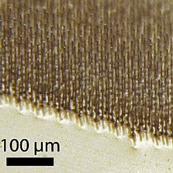 Photomicrograph of a silicon wire array embedded within a transparent, flexible polymer film
