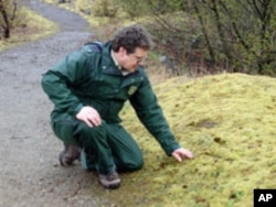 Monument scientist Peter Frenzen examines a tiny lupine poking through the moss in the blast zone.