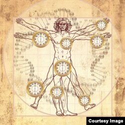 A newly discovered biological clock goes beyond Leonardo de Vinci’s image of the ideal man to add time and measures the age of most human tissues, organs and cells throughout the body. (Credit: UCLA/Horvath Lab)