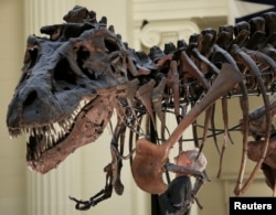 Bill Simpson looks inside a fossil of a Tyrannosaurus rex known as "SUE", before removing its forelimb to be used for research at the Field Museum in Chicago, Illinois, Oct. 6, 2016.
