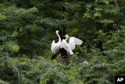 Trees give shelter to all kinds of wildlife. Two white Heron birds sit in a tree at the Indian Zoological Park in New Delhi, India, August 2004. (AP Photo/Manish Swarup)