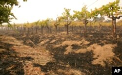 Grape vines sit among the scorched ground of the Robert Sinskey Vineyard in Napa, Calif., Oct. 9, 2017.