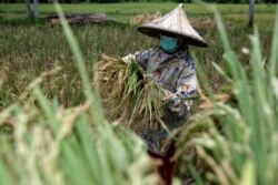 Seorang petani memakai masker pelindung wajah di sawah saat wabah COVID-19 di Aceh, 14 April 2020. (Foto: Antara/Irwansyah Putra via REUTERS)