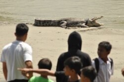 Orang-orang mengamati buaya berkalung ban sepeda motor bekas di lehernya di sungai di Palu, Sulawesi Tengah, 20 September 2016. (Foto: Antara/Mohamad Hamzah via REUTERS)