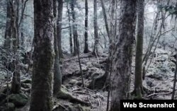 خودکشی کے جنگل کے نام سے موسوم اوکی گا ہارا کا ایک منظر