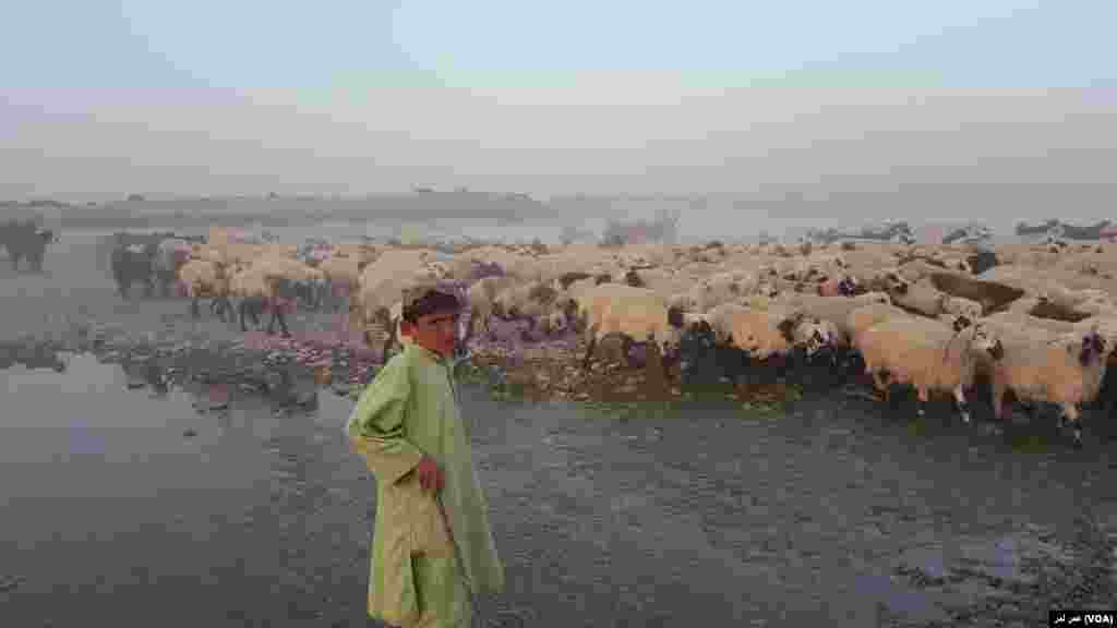 کوچی ها در کرانه رود هلمند