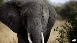 Photo à titre d’illustration uniquement : 14.000 pachydermes ont été abattus en moins de 10 ans dans le seul parc de Minkebe (extrême nord-est du Gabon).