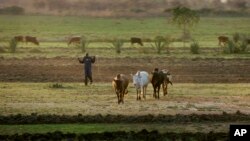 FILE - A farmer herds his cattle at sunset near Kisumu, Kenya, Feb. 2, 2008. (AP Photo)