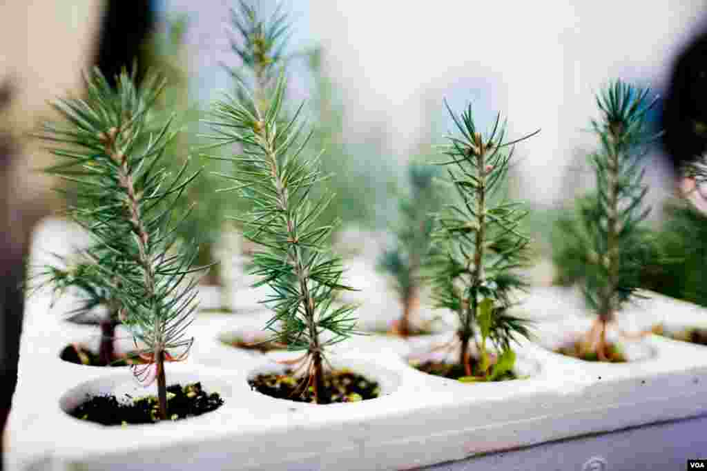 Cedar seedlings grow at a USAID-funded nursery maintained by Lebanon's Association for Forests, Development and Conservation. (V. Undritz for VOA)